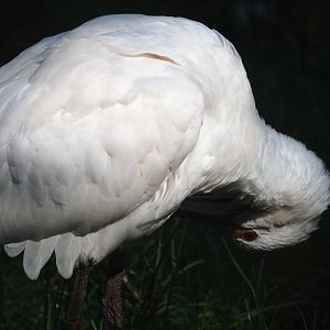 Preening Eurasian spoonbill (Platalea leucorodia), 2023-06-04