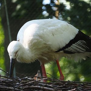 Oriental white stork (Ciconia boyciana), 2023-06-04