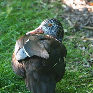Asian white-winged wood duck (Asarcornis scutulata), 2023-06-04