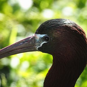 Glossy ibis (Plegadis falcinellus), 2023-06-04