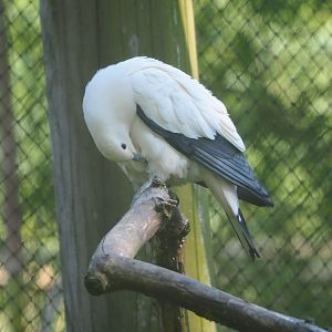 Pied imperial pigeon (Ducula bicolor), 2023-06-04