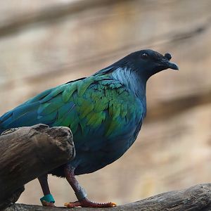 Nicobar pigeon (Caloenas nicobarica), 2023-06-04