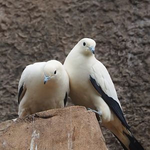 Pied imperial pigeons (Ducula bicolor), 2023-06-04