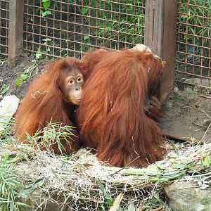 Sumatran orangutans (Pongo abelii), 2023-06-04