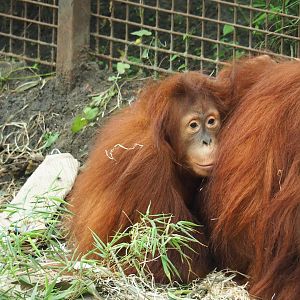 Young Sumatran orangutan (Pongo abelii), 2023-06-04