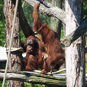 Sumatran orangutans (Pongo abelii), 2023-06-04