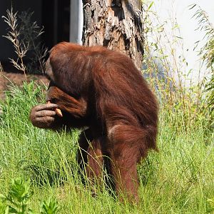 Sumatran orangutan (Pongo abelii), 2023-06-04