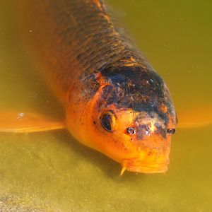 Koi (Cyprinus rubrofuscus), 2023-06-04