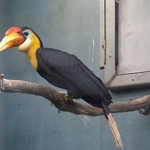 Wrinkled hornbill (Rhabdotorrhinus corrugatus), 2023-06-04