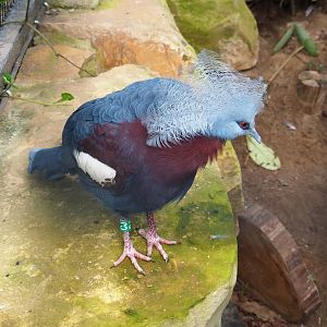 Sclater's crowned pigeon (Goura sclaterii), 2023-06-04