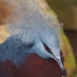 Sclater's crowned pigeon (Goura sclaterii), 2023-06-04