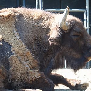Wisent (Bison bonasus), 2023-06-04