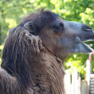 Domestic Bactrian camel (Camelus bactrianus), 2023-06-04