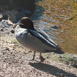 Maned wood duck (Chenonetta jubatus), 2023-06-04