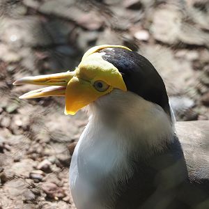 Masked lapwing (Vanellus miles), 2023-06-04