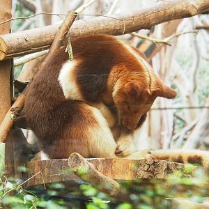 Goodfellow's tree kangaroo (Dendrolagus goodfellowi buergersi), 2023-06-04