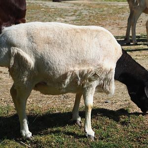Somali blackhead sheep (Ovis aries), 2023-06-04