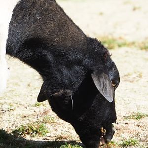 Somali blackhead sheep (Ovis aries), 2023-06-04