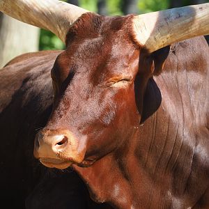 Ankole-Watusi cattle (Bos taurus indicus), 2023-06-04