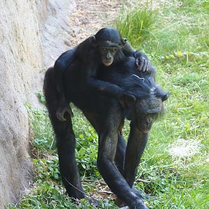 Bonobos (Pan paniscus), 2023-06-04