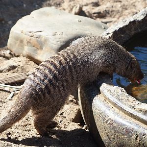 Drinking Banded mongoose (Mungos mungo), 2023-06-04