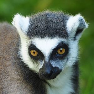 Ring-tailed lemur (Lemur catta), 2023-06-04
