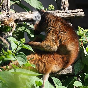 Black lemur (Eulemur macaco), 2023-06-04