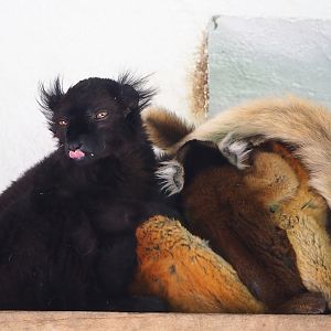 Black lemurs (Eulemur macaco), 2023-06-04