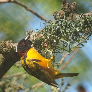 Village weaver (Ploceus cucullatus), 2023-06-04