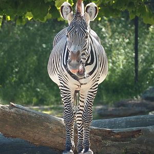 Grévy's zebra (Equus grevyi), 2023-06-04