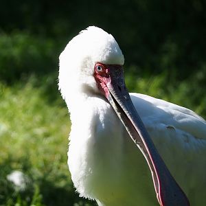 African spoonbill (Platalea alba), 2023-06-04