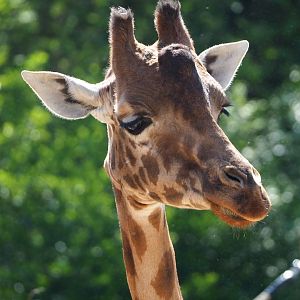 Kordofan giraffe (Giraffa camelopardalis antiquorum), 2023-06-04