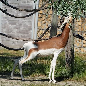 Mhorr gazelle (Nanger dama mhorr), 2023-06-04