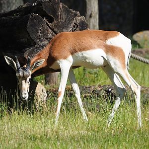 Mhorr gazelle (Nanger dama mhorr), 2023-06-04