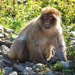 Barbary macaque (Macaca sylvanus), 2023-06-04