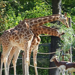 Kordofan giraffes (Giraffe camelopardalis antiquorum) and Mhorr gazelles (Nanger dama mhorr), 2023-06-04
