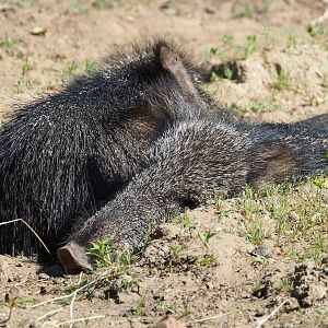Chacoan peccary (Catagonus wagneri), 2023-06-04