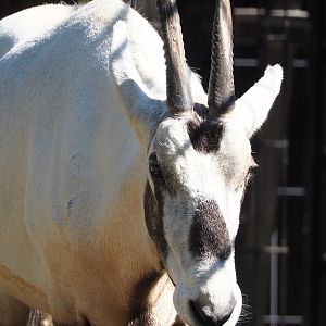 Arabian oryx (Oryx leucoryx), 2023-06-04