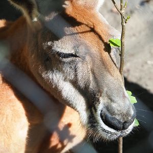 Red kangaroo (Osphranter rufus), 2023-06-04