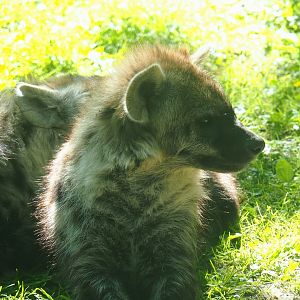 Spotted hyena (Crocuta crocuta), 2023-06-04
