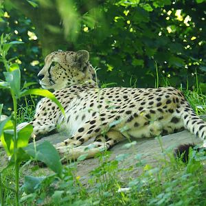 Sudan cheetah (Acinonyx jubatus soemmeringii), 2023-06-04