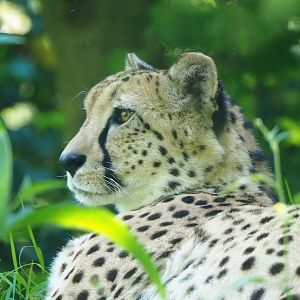 Sudan cheetah (Acinonyx jubatus soemmeringii), 2023-06-04