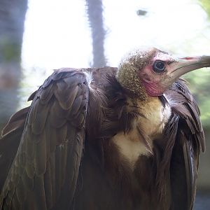 Hooded vulture (Necrosyrtes monachus), 2023-06-04