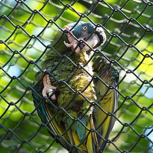 Blue-headed macaw (Primolius couloni), 2023-06-04