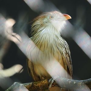 Guira cuckoo (Guira guira), 2023-06-04