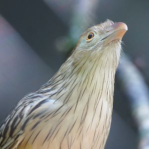 Guira cuckoo (Guira guira), 2023-06-04