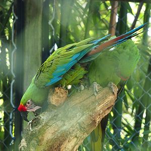 Mexican military macaw (Ara militaris mexicana), 2023-06-04