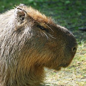 Capybara (Hydrochoerus hydrochaeris) 2023-06-04