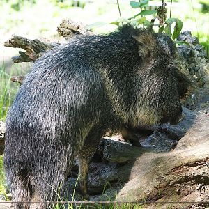 Chacoan peccary (Catagonus wagneri), 2023-06-04