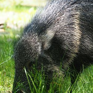 Chacoan peccary (Catagonus wagneri), 2023-06-04